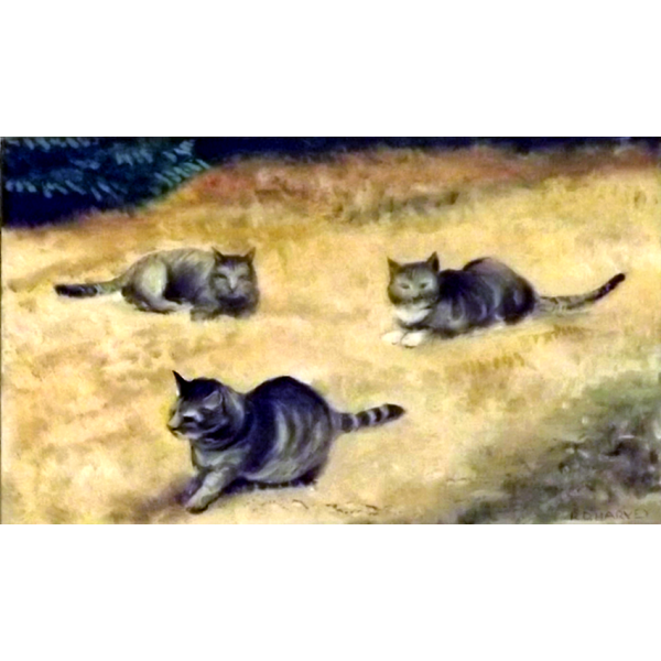 Cats in the Dry Grass